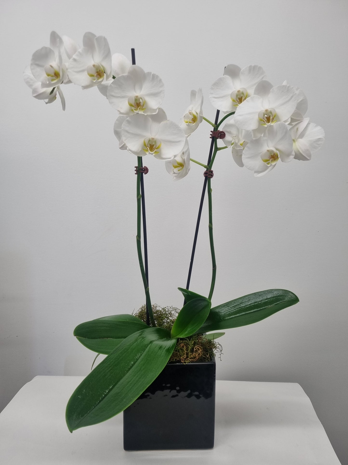 Phalaenopsis Orchid Plants - Double Stem