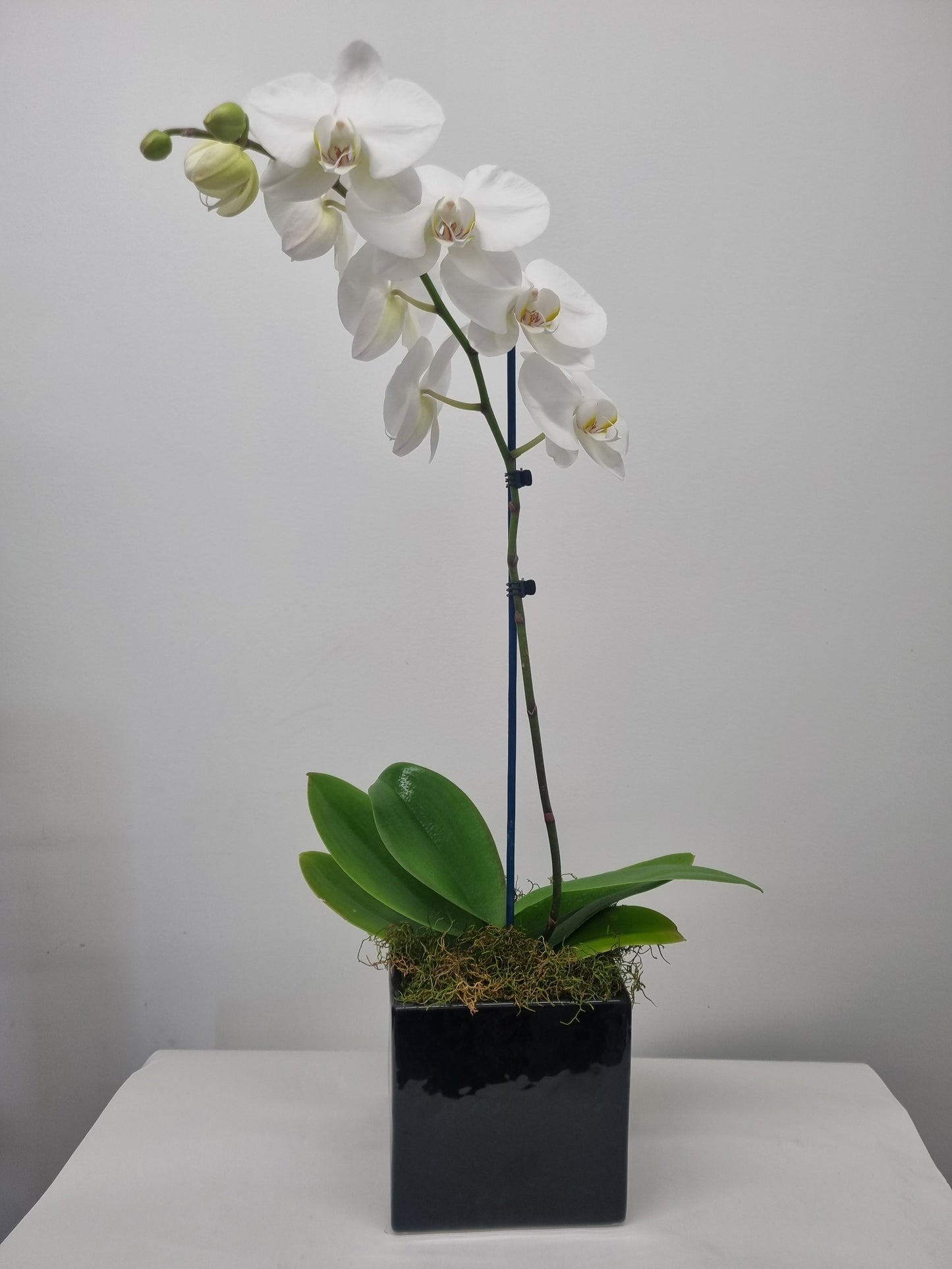 Phalaenopsis Orchid Plants - Single Stem