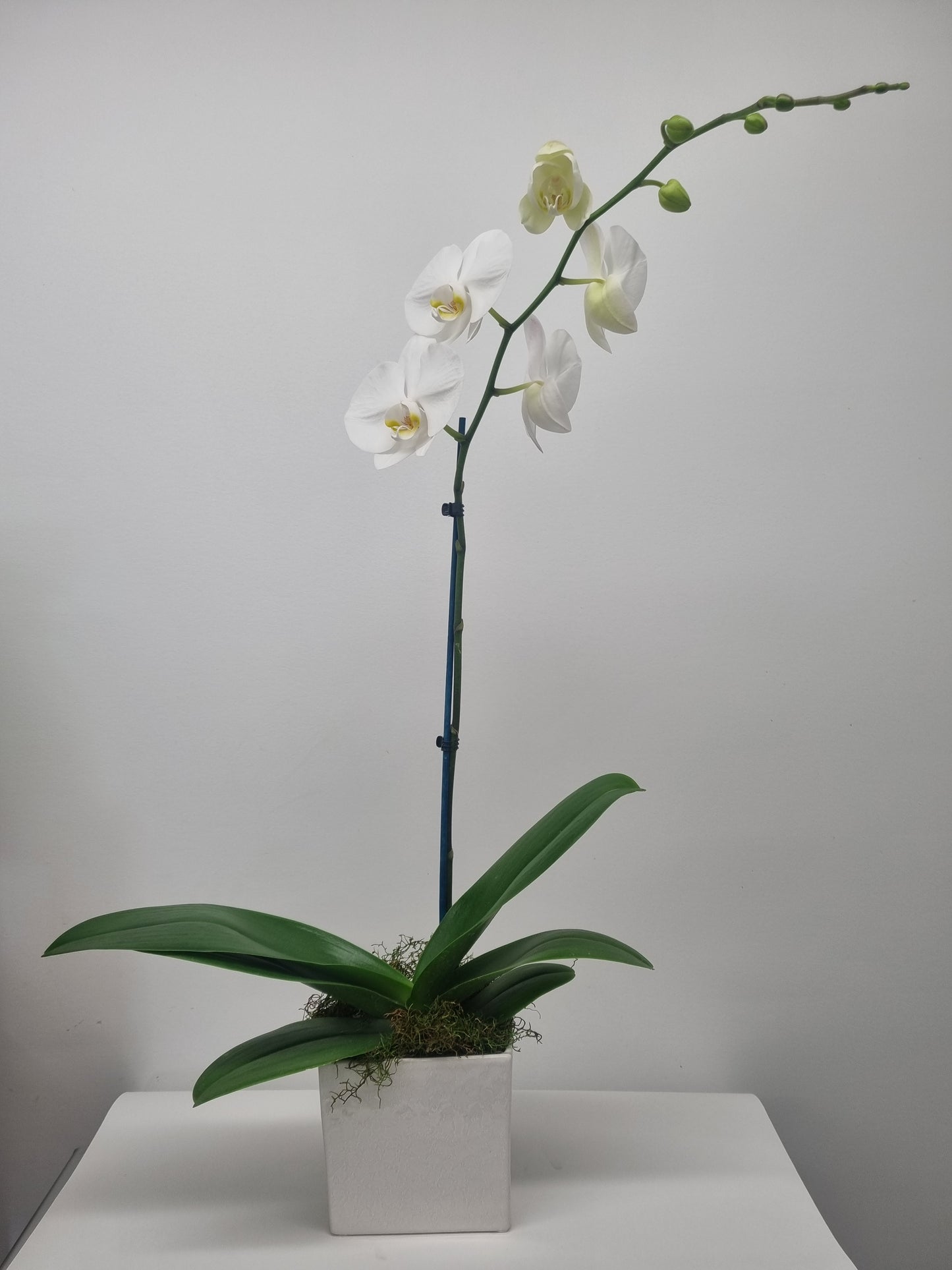 Phalaenopsis Orchid Plants - Single Stem