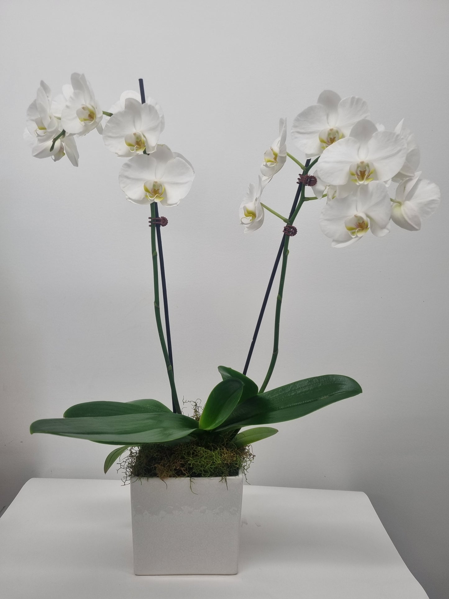 Phalaenopsis Orchid Plants - Double Stem