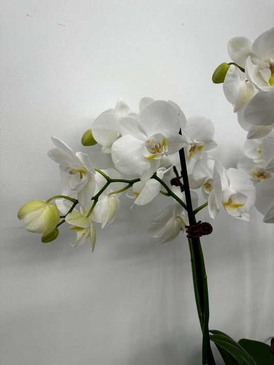 Phalaenopsis Orchid Plants - Double Stem