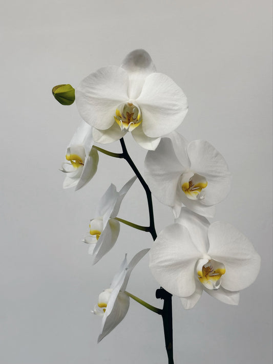 Phalaenopsis Orchid Plants - Single Stem