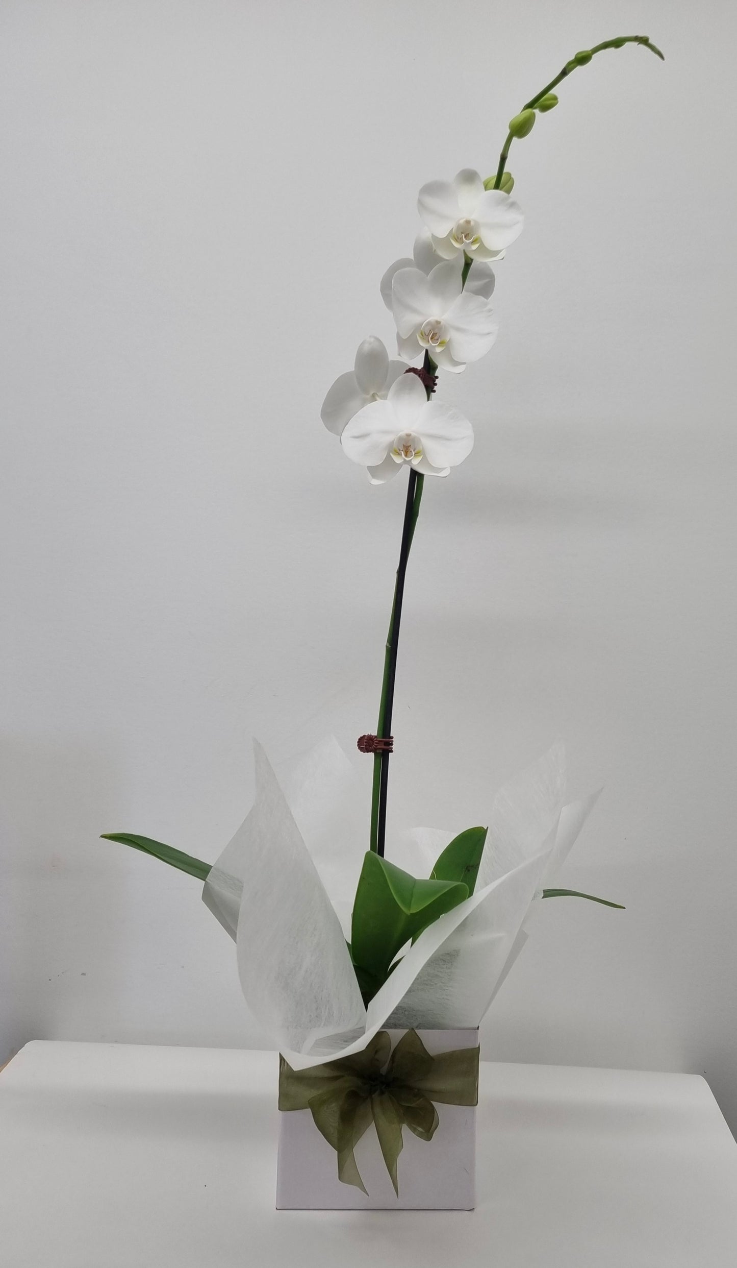 Phalaenopsis Orchid Plants - Single Stem