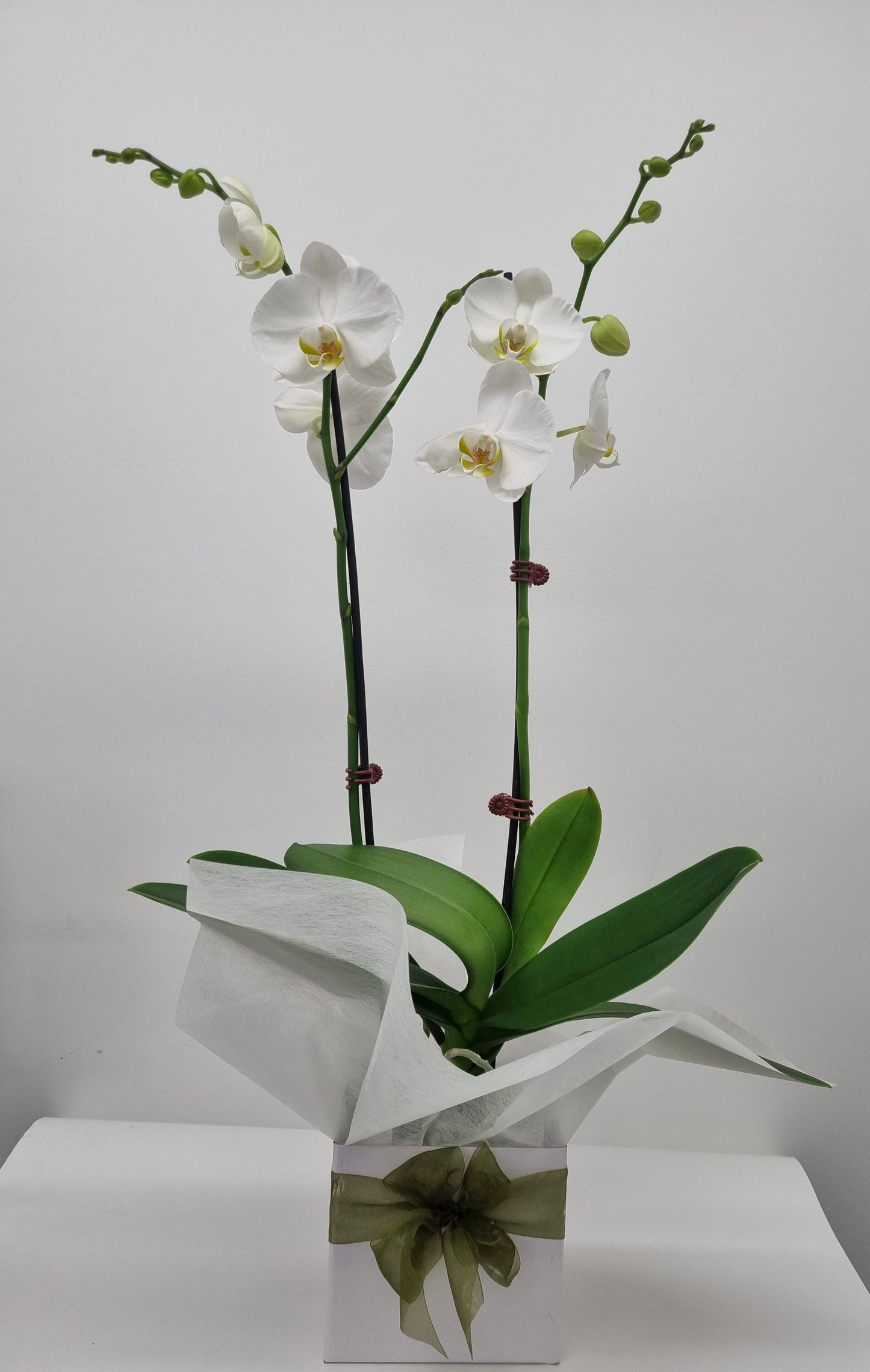 Phalaenopsis Orchid Plants - Double Stem